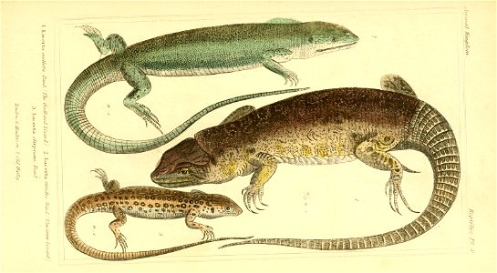 1 1 Inni^iffm 
R£ptiM.v.Tl. S. 
I .La.H.ila .nMrt,..P.n^. '-The Ocell.Tted lizard I %. la-cexta, ^^b■i.1is. :Dmid . f Hie 6reai liiar. 
3. T.acerla sUrfiium . Daml . 

u,.j.;, r. /r.w/.T.:v,.&#16
