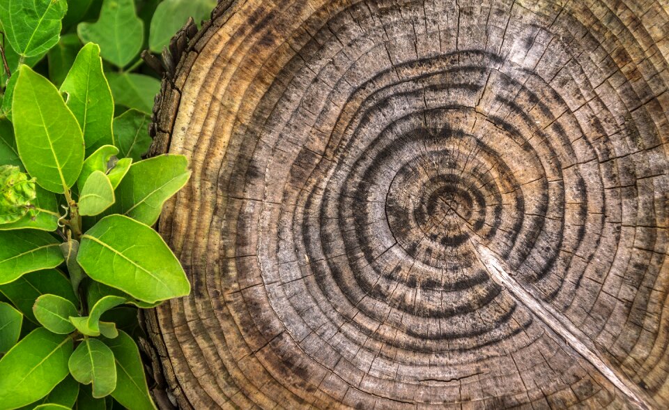 Hardwood circle log