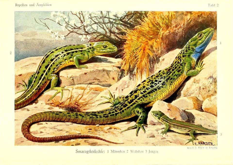Richard Sternfeld Die Reptilien und Amphibien mitteleuropas Leipzig, Quelle & Meyer, 1912. In German 80 pages  illustrated with  30 coloured plates.
Lacerta viridis (Laurenti, 1768)