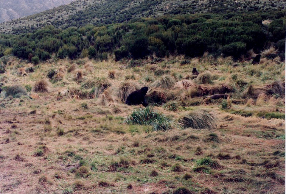 Scanned photograph of Campbell Island scene, including New Zealand Sea Lions (Phocarctos hookeri) disporting themselves among the tussock grass.