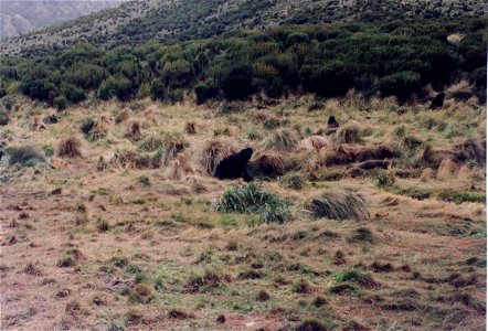 Scanned photograph of Campbell Island scene, including New Zealand Sea Lions (Phocarctos hookeri) disporting themselves among the tussock grass.