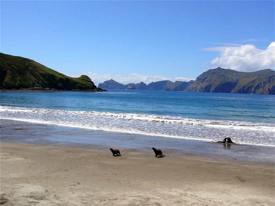 Campbell Island, SW Bay - looking North.