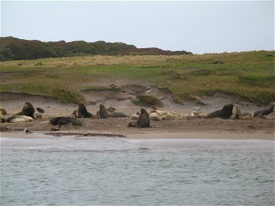 New Zealand (or Hooker's) Sea Lions (Phocarctos hookeri) on Enderby Island.