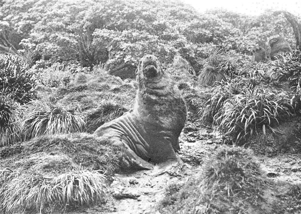 Phocarctos hookeri syn. Arctocephalus hookeri

 Sea-Lion (Arctocephalus hookeri), the Snares
Subject: Sea lions, Snares Islands (New Zealand)
Geographic Subject: New Zealand--Snares Islands
Tag: Aquat