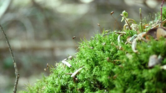 Branch forest pierre