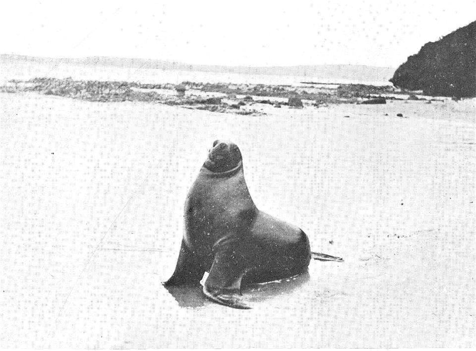 Phocarctos hookeri syn. Arctocephalus hookeri

 Young Sea-Lion (Arceocephalus hookeri), Carnley Harbour, Auckland Islands
Subject: Sea lions, Auckland Islands (New Zealand)
Geographic Subject: New Zea