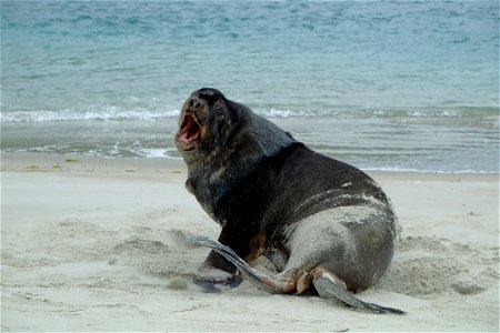 Male New Zealand Sea Lion growling photo