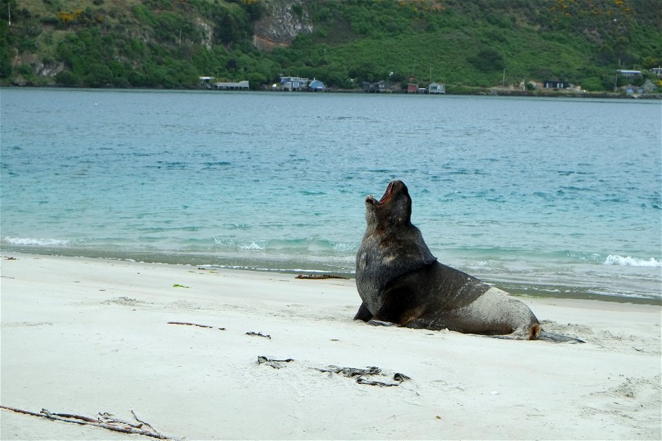 Male New Zealand Sea Lion yawning (Harington Point in the background)