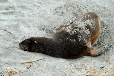 New Zealand Sea Lion snoozing in the sand