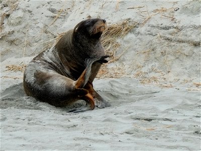 New Zealand Sea Lion sitting at Allan's Beach on Otago Peninsula photo