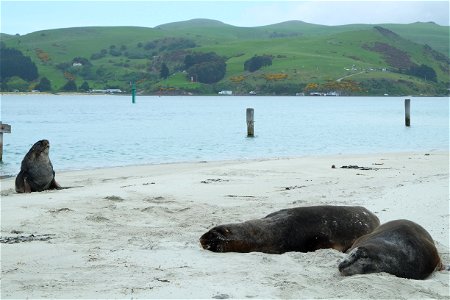 New Zealand Sea Lions at The Spit, Aramoana photo