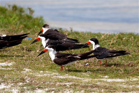 Black skimmers take a break from flying on a riverbank at Merritt Island National Wildlife Refuge in Florida. NASA’s Kennedy Space Center shares boundaries with the refuge, which is home to more than photo