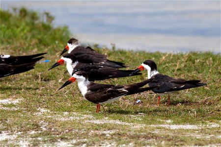 Black skimmers take a break from flying on a riverbank at Merritt Island National Wildlife Refuge in Florida. NASA’s Kennedy Space Center shares boundaries with the refuge, which is home to more than 