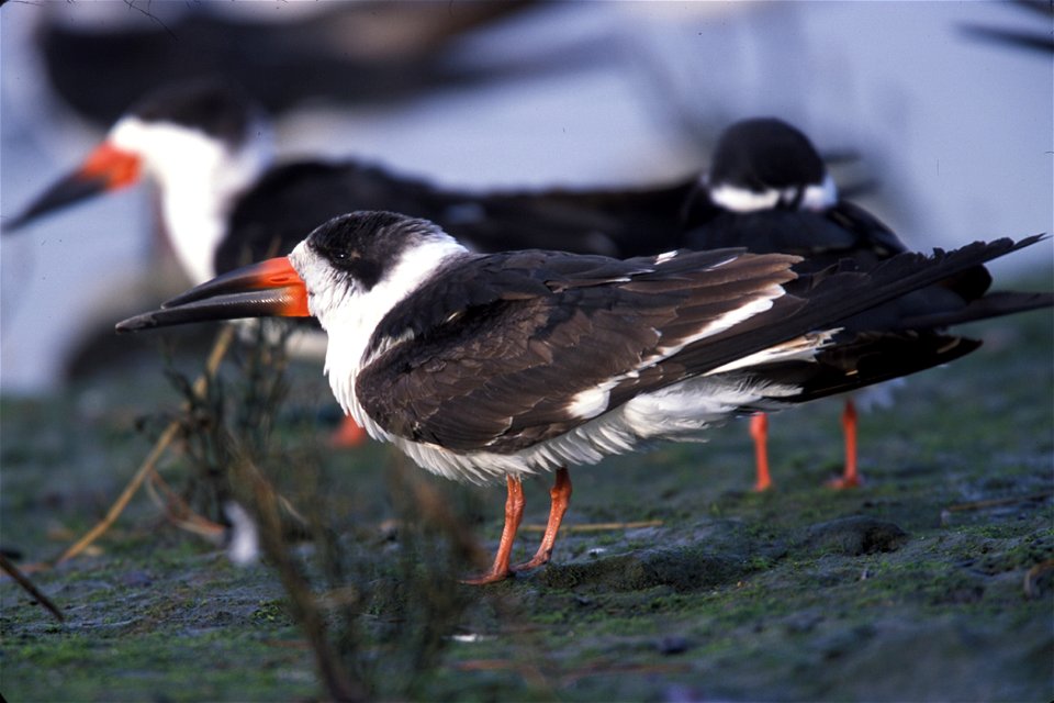 :  Black Skimmer	(Rynchops niger)