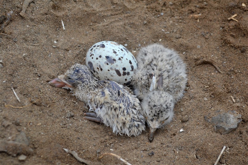 Black skimmer (Rynchops niger) hatchlings. (Lisa Cox/USFWS)
