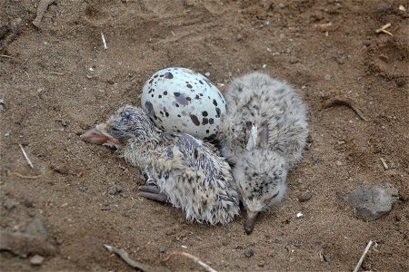 Black skimmer (Rynchops niger) hatchlings. (Lisa Cox/USFWS)