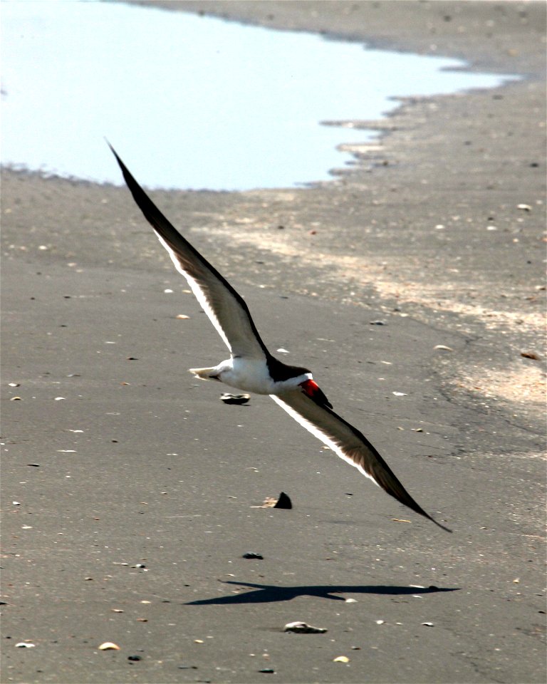 Black Skimmer at Belle Pass, La. by Tom MacKenzie, USFWS  July 11, 2010  5348