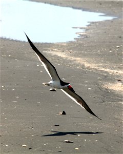 Black Skimmer at Belle Pass, La. by Tom MacKenzie, USFWS July 11, 2010 5348 photo