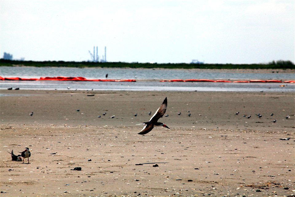 Black Skimmer at Belle Pass, La. by Tom MacKenzie, USFWS  during a search a rescue mission July 11, 2010   5351