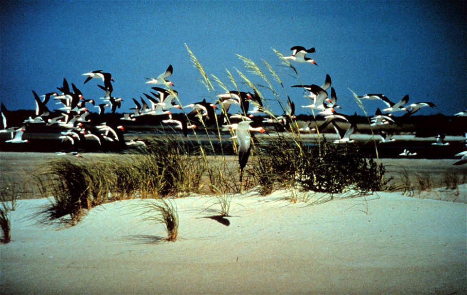 North Carolina National Estuarine Research Reserve. A flight of Black Skimmers demonstrating why they are called "skimmers." Masonboro Island, North Carolina.