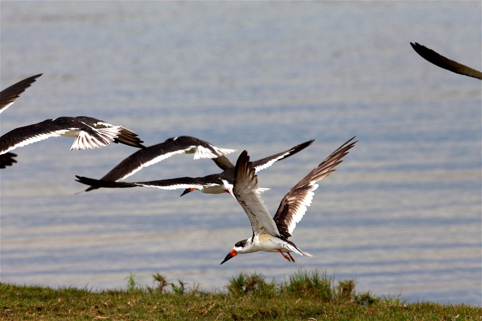 Black skimmers fly just above the waterline as they hunt for fish at Merritt Island National Wildlife Refuge in Florida. NASA’s Kennedy Space Center shares boundaries with the refuge, which is home to