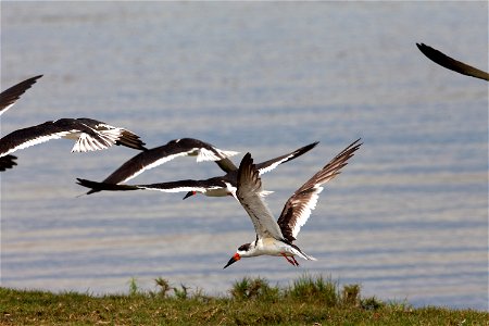 Black skimmers fly just above the waterline as they hunt for fish at Merritt Island National Wildlife Refuge in Florida. NASA’s Kennedy Space Center shares boundaries with the refuge, which is home to