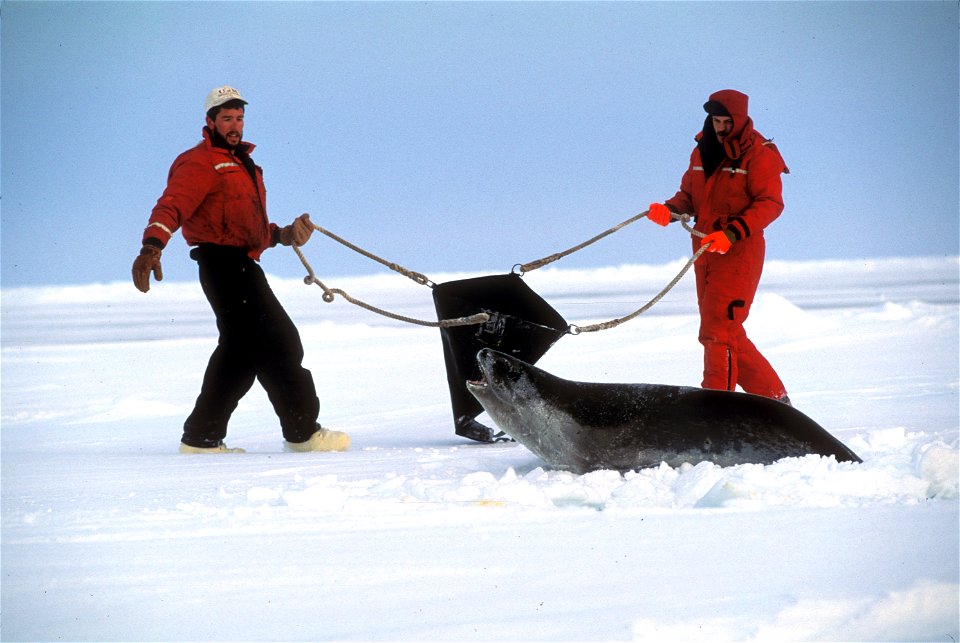 Two researchers attempting to capture a rare Ross seal. Antarctica, Ross Sea.