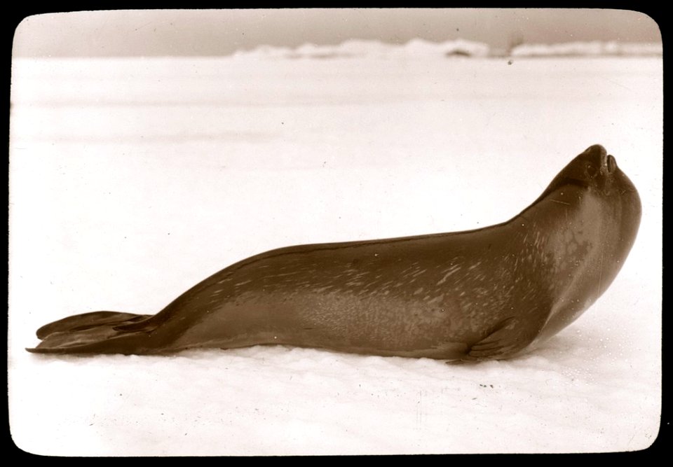 The rare Ross seal [Australasian Antarctic Expedition, 1913-1914].