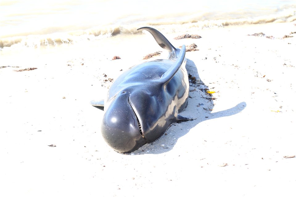 12013 stranded whale
