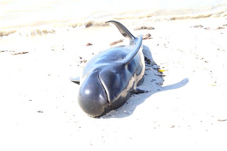 12013 stranded whale