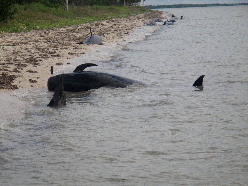 120413 a number of beached whales on highland beach