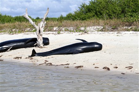 120413 beached pilot whales