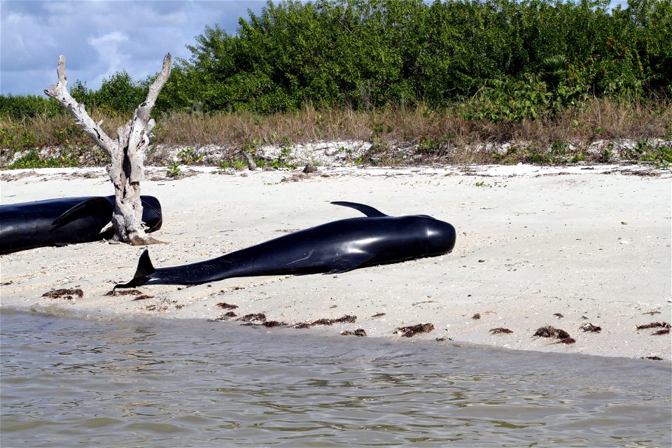 120413 Dead-Pilot-Whales1