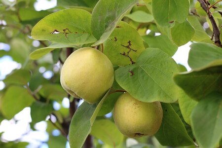 Fresh fruit italy green apple