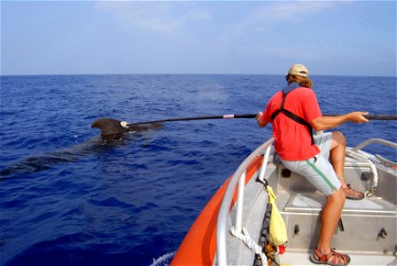 PACIFIC OCEAN (July 20, 2008) Ari Friedlaender, a Duke University Marine Laboratory researcher, attaches a D-TAG to a pilot whale off the coast of Kona, Hawaii. Friedlaender is collaborating with scie