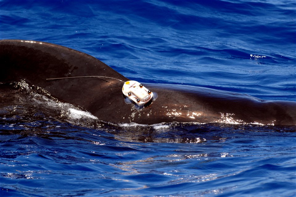 PACIFIC OCEAN (July 24, 2008) An adult male pilot whale with an attached D-TAG swims off the coast of Kona, Hawaii. The D-TAG is a digital acoustic recording tag used to study marine mammal behavior. 