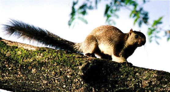 Grizzled giant squirrel, Ratufa macroura