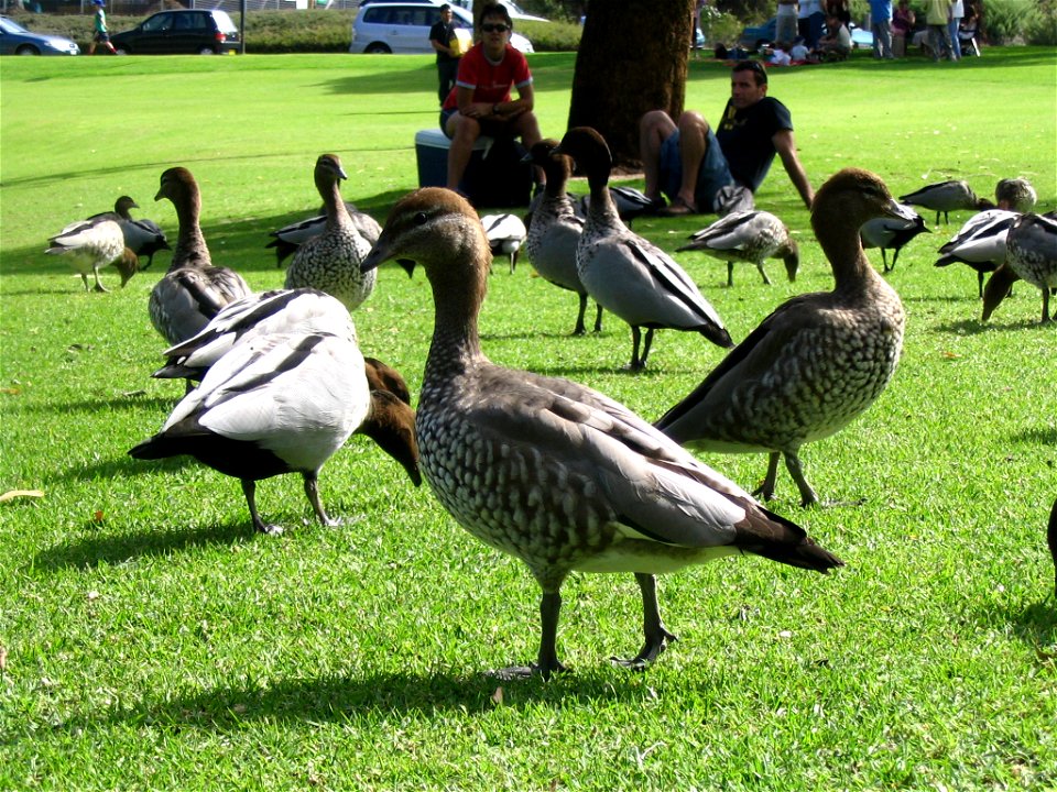 A group of Australian Wood Ducks with a close-up on one female, walking in the grass at Kings Park, Perth, Australia. Identified by comparison with this picture.