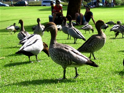 A group of Australian Wood Ducks with a close-up on one female, walking in the grass at Kings Park, Perth, Australia. Identified by comparison with this picture.