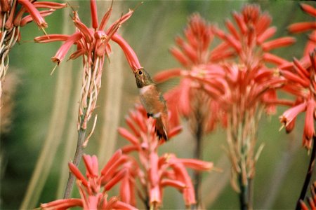 Allen's Hummingbird [1]