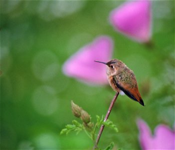 A photograph of Allen's Hummingbird. (Selasphorus sasin)