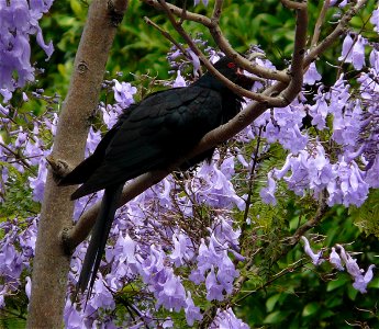 Photograph of an Australian koel taken in eastern Sydney
