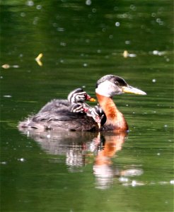 : Red-necked Grebe (Podiceps grisegena) with Young photo