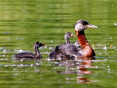 : Red-necked Grebe (Podiceps grisegena) with Young photo