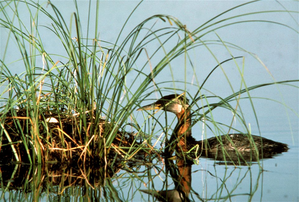 red neck grebe and nest (Podiceps grisegena)