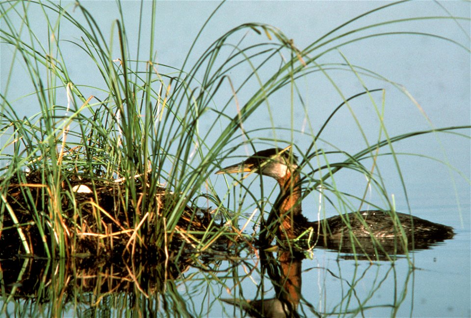 red neck grebe and nest (Podiceps grisegena) photo