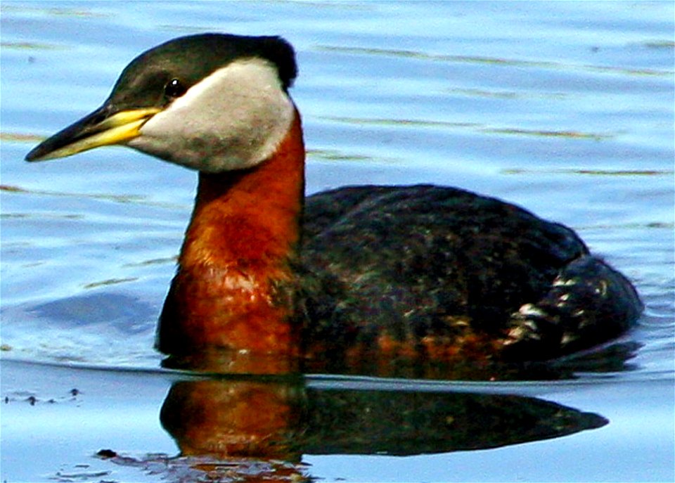 Podiceps grisegena taken at the Anchorage Coastal Wildlife Refuge, Potter's Marsh, in Anchorage. photo