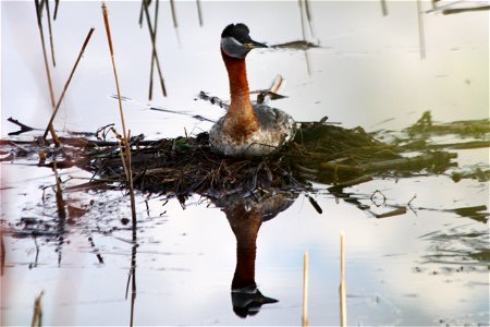 Red Necked Grebe on Nest