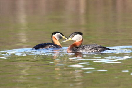 Red Necked Grebes photo