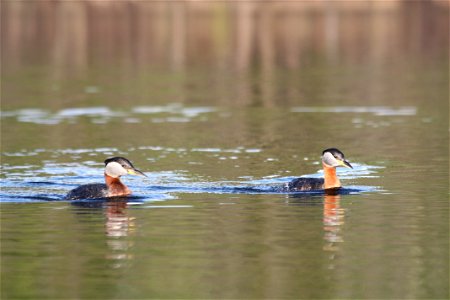Red Necked Grebes photo